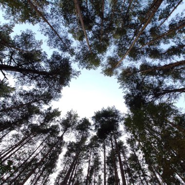 sonbaharda ormanda ağaçlar ve mavi gökyüzü