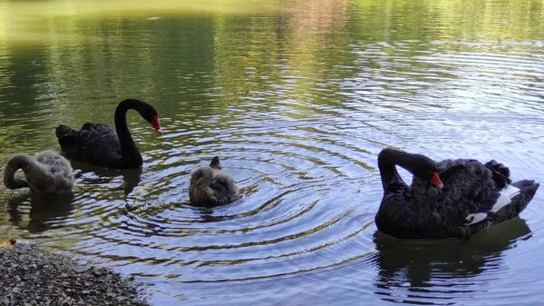 Pássaros Pretos Uma Lagoa — Fotografia de Stock