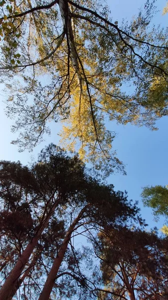 Trees Forest Blue Sky Autumn — Stock Photo, Image