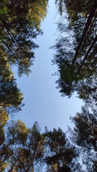 Stromy Lese Modrá Obloha Podzim — Stock fotografie