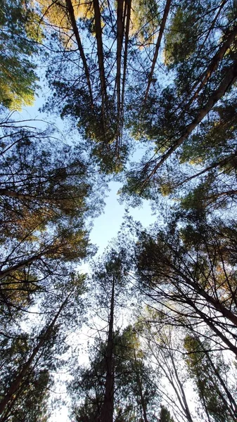 Stromy Lese Modrá Obloha Podzim — Stock fotografie