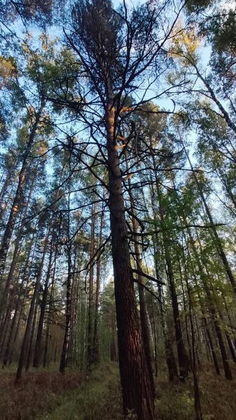 Bomen Het Bos Blauwe Hemel Herfst — Stockfoto