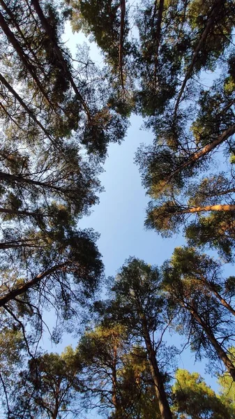 Δέντρα Στο Δάσος Και Τον Γαλάζιο Ουρανό Φθινόπωρο Φωτογραφία Αρχείου