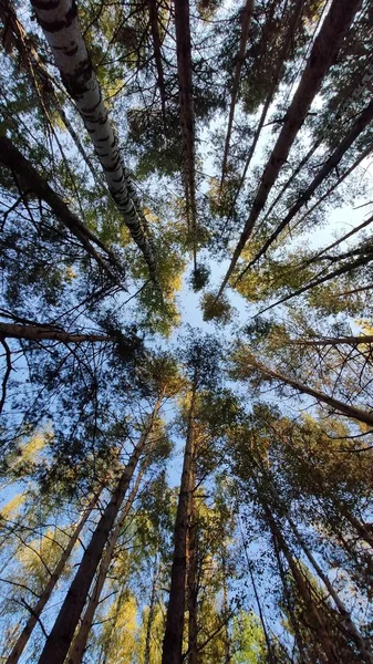 Δέντρα Στο Δάσος Και Τον Γαλάζιο Ουρανό Φθινόπωρο Εικόνα Αρχείου