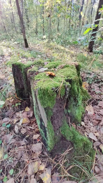 Κούτσουρο Δέντρου Βρύο Φθινόπωρο — Φωτογραφία Αρχείου
