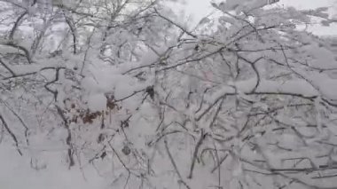 Ağaçlar ve karla kaplı kış manzarası