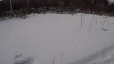 Ağaçlar ve karla kaplı kış manzarası