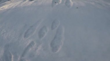 Ağaçlar ve karla kaplı kış manzarası