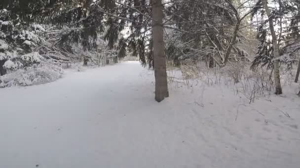 Зимовий Пейзаж Деревами Снігом — стокове відео