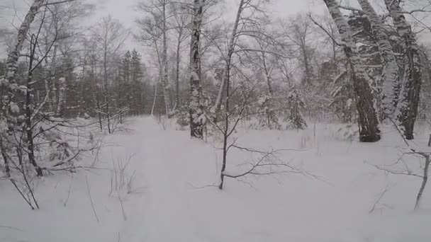 Paisaje Invernal Con Árboles Nieve — Vídeo de stock