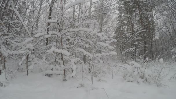 木々や雪のある冬の風景 — ストック動画