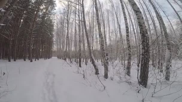 Winter Landscape Trees Snow — Stock Video