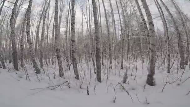 Winterlandschaft Mit Bäumen Und Schnee — Stockvideo