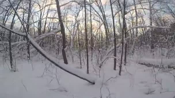 有树木和雪的冬季景观 — 图库视频影像