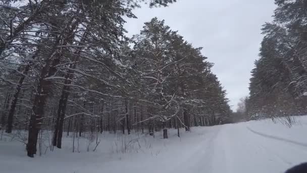 Zimowy Krajobraz Drzewami Śniegiem — Wideo stockowe