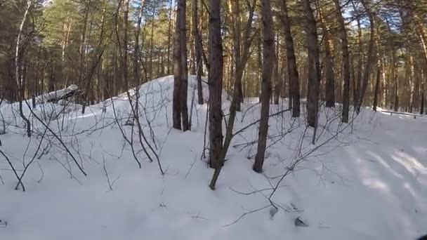 Paesaggio Invernale Con Alberi Neve — Video Stock