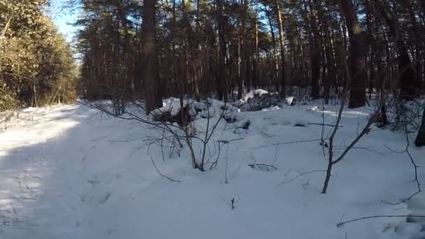 Paisaje Invernal Con Árboles Nieve — Vídeos de Stock