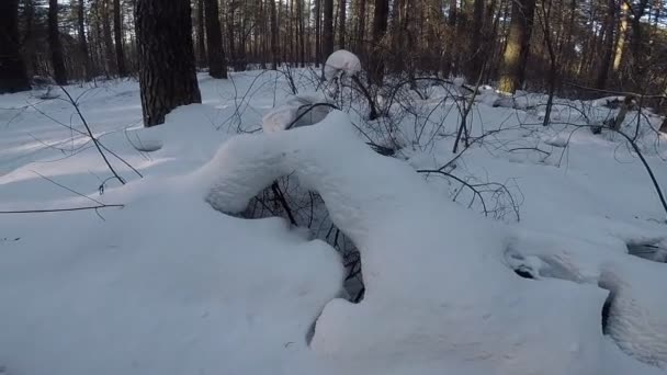 Winterlandschap Met Bomen Sneeuw — Stockvideo