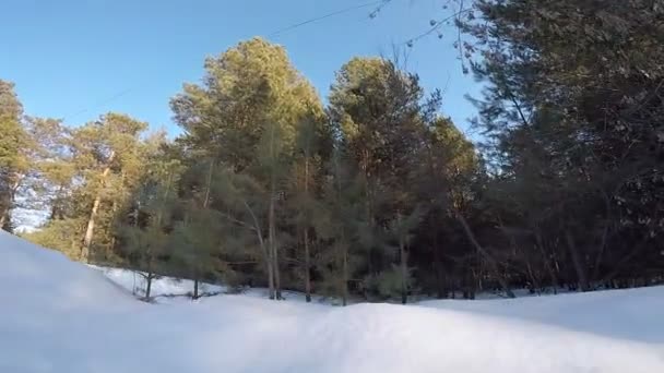 有树木和雪的冬季景观 — 图库视频影像