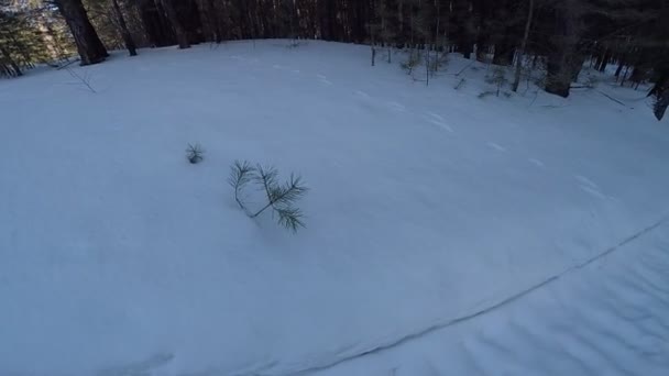 木々や雪のある冬の風景 — ストック動画