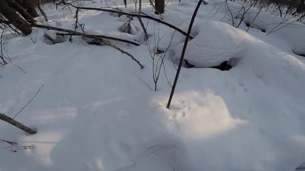 Winterlandschaft Mit Bäumen Und Schnee — Stockvideo