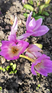 Bahçede mor çiçekler