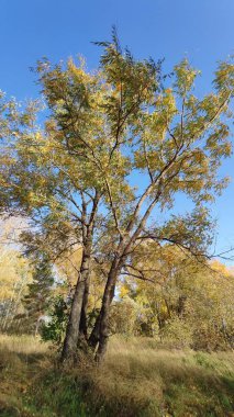 Sonbaharda ağaçlar ve mavi gökyüzü