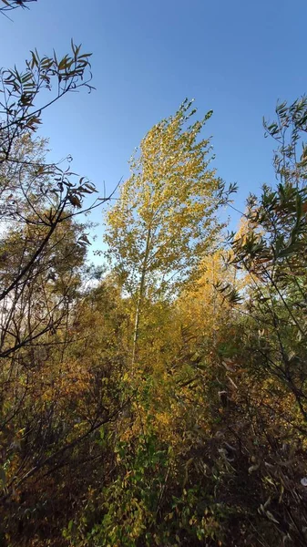 Trees Autumn Blue Sky — Stock Photo, Image