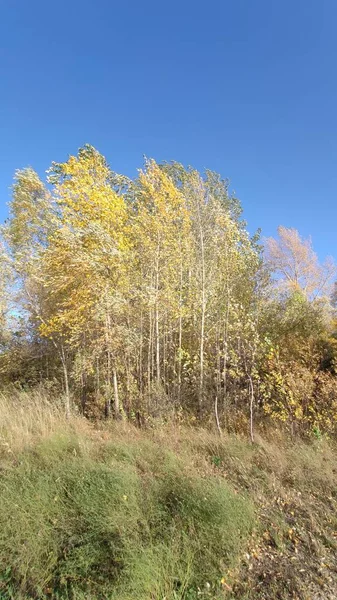 Stromy Podzim Modrá Obloha — Stock fotografie