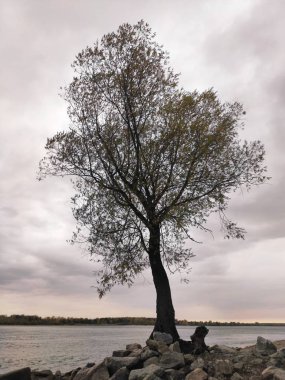 Kışın nehir kıyısında yalnız bir ağaç.