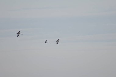 Uçuşta ortak vinçler (Grus grus). Gallocanta Lagünü. Aragon. İspanya.