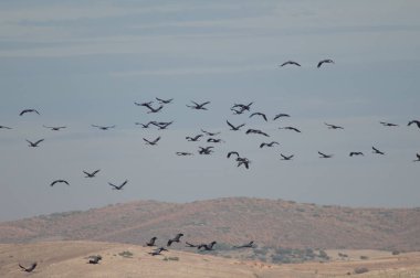 Uçuşta ortak vinçler (Grus grus). Uçuşta ortak vinçler (Grus grus). Gallocanta Lagünü. Aragon. İspanya.