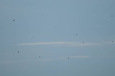 Uçuşta kuş sürüsü. Gallocanta Lagünü. Aragon. İspanya.