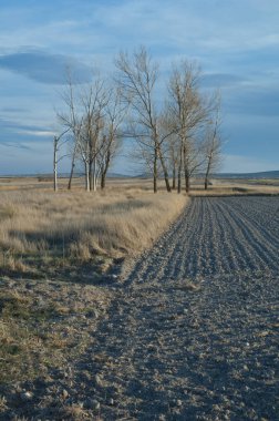 Ağaçlar. Gallocanta Gölü. Aragon. İspanya.