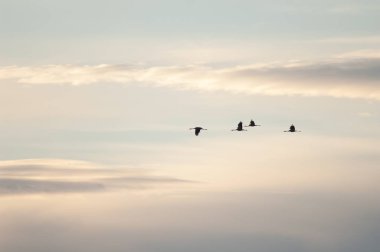 Uçuşta ortak vinçler (Grus grus). Gallocanta Lagünü. Aragon. İspanya.