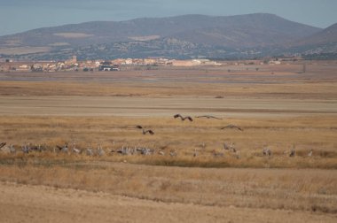Gallocanta köyü ve ortak vinçler (Grus grus) ön planda. Gallocanta Lagünü. Aragon. İspanya.