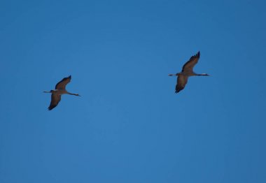 Uçuşta ortak vinçler (Grus grus). Gallocanta Lagünü. Aragon. İspanya.