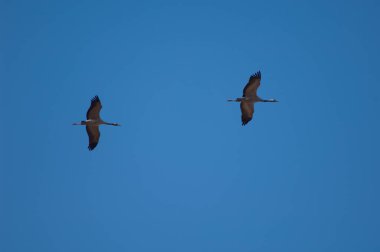 Uçuşta ortak vinçler (Grus grus). Gallocanta Lagünü. Aragon. İspanya.