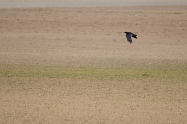 Leş kargası (Corvus corone) uçuyor. Gallocanta Gölü. Aragon. İspanya.