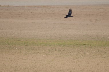 Leş kargası (Corvus corone) uçuyor. Gallocanta Lagünü Doğal Rezerv. Aragon. İspanya.
