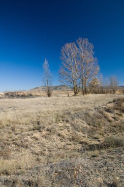 Ağaçlar. Gallocanta Gölü. Aragon. İspanya.