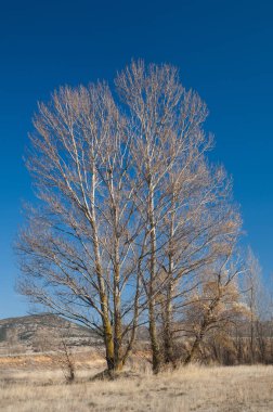Ağaçlar. Gallocanta Gölü. Aragon. İspanya.