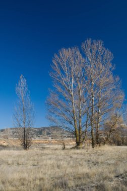 Ağaçlar. Gallocanta Gölü. Aragon. İspanya.