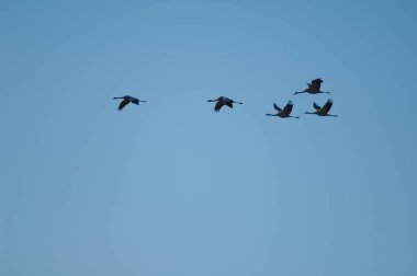 Uçuşta ortak vinçler (Grus grus). Gallocanta Lagün Doğal Rezerv. Aragon. İspanya.