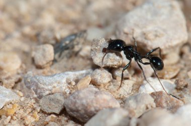 Hasatçı karınca Messor Barbarus. Gallocanta Lagünü Doğal Rezerv. Aragon. İspanya.