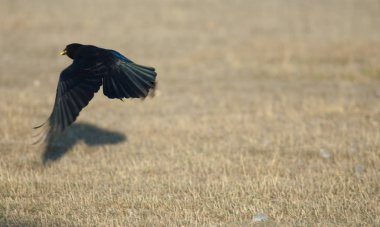 Leş karga (Corvus corone) gagaları gıda ile uçuş alıyor. Gallocanta Lagün Doğal Rezerv. Aragon. İspanya.