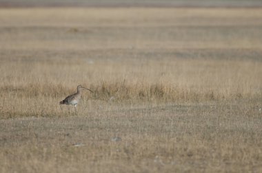 Avrasya kıvırcık (Numenius arquata). Gallocanta Lagün Doğal Rezerv. Aragon. İspanya.