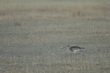 Avrasya kıvırcık (Numenius arquata). Gallocanta Lagün Doğal Rezerv. Aragon. İspanya.