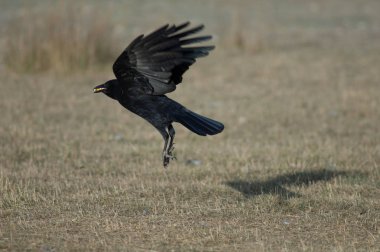 Leş karga (Corvus corone) gagasında mısır taneleri ile uçuş alıyor. Gallocanta Lagün Doğal Rezerv. Aragon. İspanya.