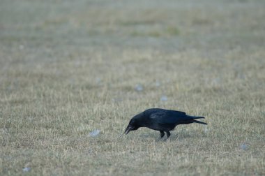 Leş karga (Corvus corone) meşe palamudu yiyor. Gallocanta Lagün Doğal Rezerv. Aragon. İspanya.